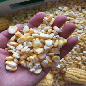 自营 纯正甜玉米 速冻甜玉米粒 袋装 冷冻蔬菜 今发明至