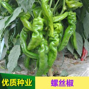 山东优质螺丝椒辣椒种子 螺丝尖椒辣椒炒肉专用