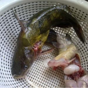 黄刺鱼黄骨鱼黄牙头鱼500g黄牙鱼现杀真空发江浙沪皖同城配送