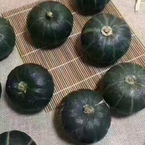 山东烟台现摘现发软糯香甜新鲜小南瓜蔬菜
