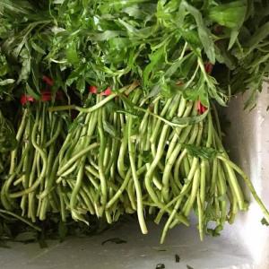 湖北特产新鲜芦蒿 泥蒿 藜篙蔬菜 去叶去老根