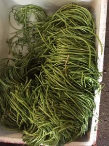 湖北特产新鲜芦蒿 泥蒿 藜篙蔬菜 去叶去老根