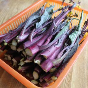 湖北特产菜苔 农家新鲜菜苔 紫菜薹 红菜台 武穴农家