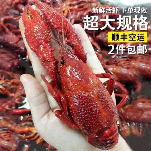 湖北潜江小龙虾稻田鲜活小龙虾 全国邮顺丰空运陆运冷藏发国外