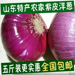 山东扁圆洋葱 绿色新鲜蔬菜农产品紫皮洋葱头红皮圆葱5斤装武穴张