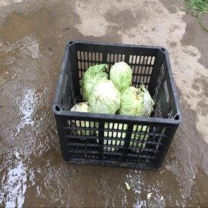 黑色塑料筐，装红薯土豆鸡蛋农副产品，生活用品等方便便宜