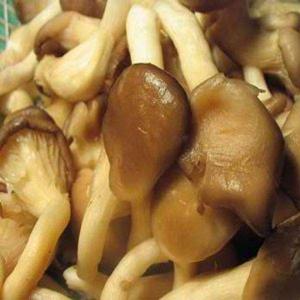 鸡菇菌 