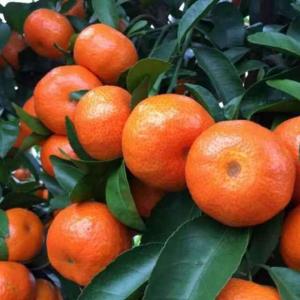 广西特产 沙糖桔 甘甜如蜜