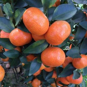 �����ز� ɳ�ǽ� ��������