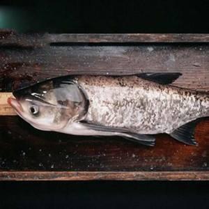胖头鱼、大头鱼、鳙鱼，俗称熊鱼、花鲢、黑鲢、黄鲢、松鱼、鰫鱼