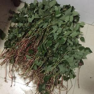 鱼腥草 狗心草 折耳根 、肺痈吐脓，痰热喘咳，清热解毒