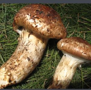 松茸 、松口蘑、松蕈、合菌 云南四川西藏特产