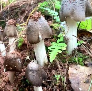 鸡纵菌 云南贵州特产 鸡纵 分布 中国南方东南亚