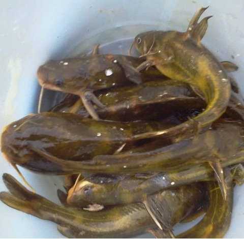 黄刺鱼黄骨鱼黄牙头鱼500g黄牙鱼现杀真空发江浙沪皖同城配送