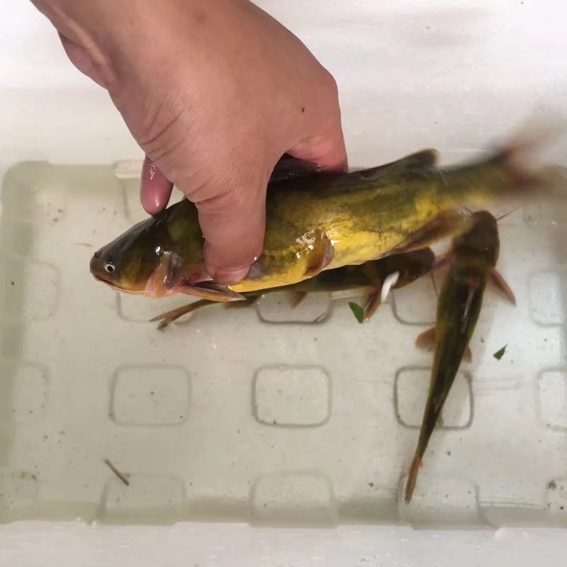 黄刺鱼黄骨鱼黄牙头鱼500g黄牙鱼现杀真空发江浙沪皖同城配送