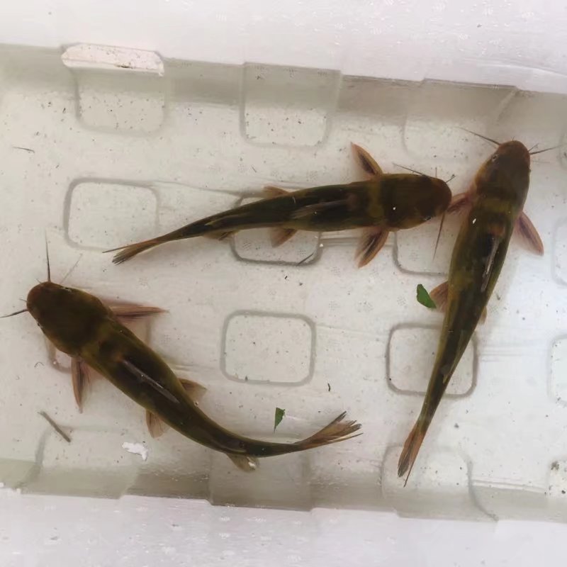 黄刺鱼黄骨鱼黄牙头鱼500g黄牙鱼现杀真空发江浙沪皖同城配送