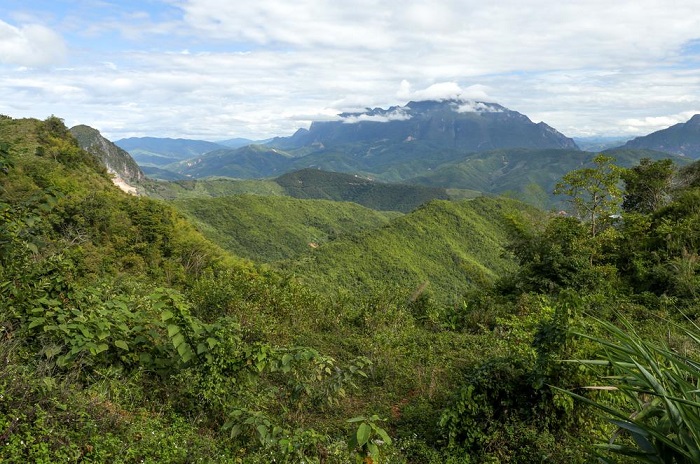 ����Ұ�������� ԭʼɭ��ֱ�������Ӵ��ٻ���