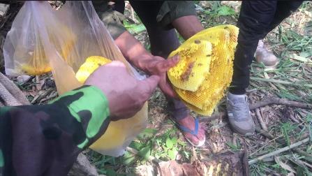 ����Ұ�������� ԭʼɭ��ֱ�������Ӵ��ٻ���